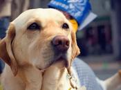 Guest Post: Guide Dogs Improve Lives