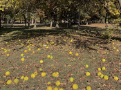 Osage Orange—God's Gift Prairie Farmer