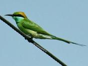 Green Bee-eater Spotted