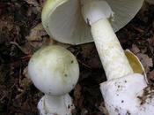 Nature’s Deadliest Fungi: Poisonous Mushrooms Should Avoid