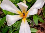 Three Realizations White (flowers)