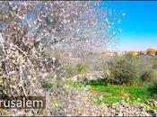 Walking Through Blooming Jerusalem Wadi Halilim Nature Reserve. Part (video)