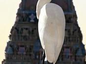 Egret, Heron Rice