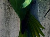 Wall-hanging Parrrot