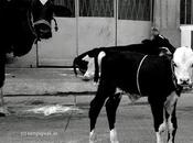 B&amp;W Calf காற்றுக்கென்ன வேலி