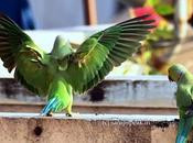 Flexing Muscles Wings !!!!