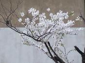 Some Cherry Blossoms Sakura