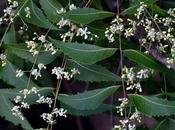 Neem Flowers