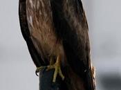 Black Kite காவாலைய்யா ரஜினி சொன்ன கழுகு