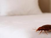 Proven Ways Keep Bedbugs Your Home