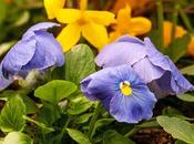 Pansies