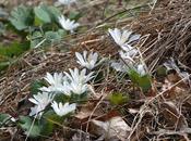 Bloodroot Re-Wilding