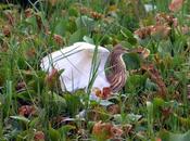 Pond Heron
