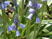 Bluebells Ramps