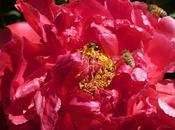 Pollinators!