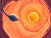 Guide Fertilisation Process