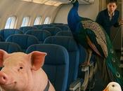 Bizarre Animal Incidents Commercial Flights
