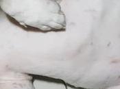 Life FurDaddy Dealing with American Bully Skin Problems