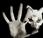 Jetstream Pony: "Tendrils" Video