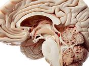 Fascinating Facts Didn’t Know About Brain