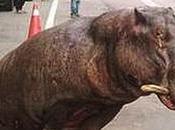 Tale Ahe, Hippo Taiwan Road)