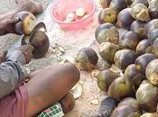 நுங்கு (ice-apple) Cutting