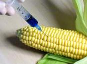 Genetically Modified Organisms Food