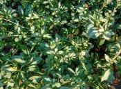 Plant Week: Euonymus Fortunei ‘Sunspot’