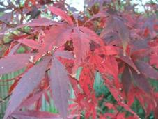 Foliage November 2011