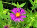 Curly Cone Flower