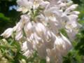 Cascading White Flowers