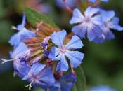 Plant Week: Ceratostigma Willmottianum