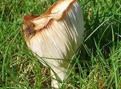 Magic Mushrooms: Fungal Foray