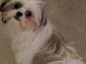 Featured Animal: Shih