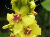 Plant Week: Verbascum Nigrum