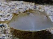 Featured Animal: Horseshoe Crab