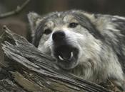 Mexican Wolves Will Released Arizona