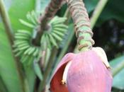 DAILY PHOTO: Banana Flower