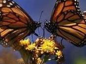 What Amigos Should Really Talk About Today: Monarch Butterflies Globe Mail