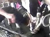 URGENT: Idaho “Ag-Gag” Would Make Illegal Photograph Factory Farm Cruelty