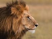 ‘Lion Guardians’ Lion Killings Conservation