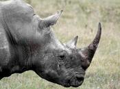 What Will Happen After Rhinos Gone? Conservation