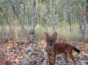 Camera Traps