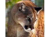 State Granting Cougar Hunts Using Hounds
