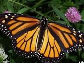 Monarch Butterfly Conservation News. AMAZING MATILDA Too!