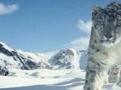 Wildlife Photographer Catches First Snow Leopard Kill Ever