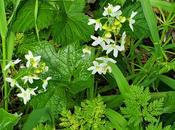 SPRINGTIME HUMBOLDT COUNTY, CALIFORNIA: Flowers Sunshine