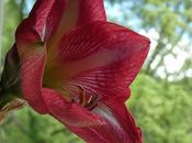 Another Re-Bloomer Banana Water