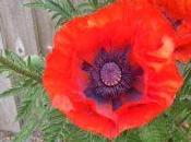 Retrospect, Simon Armitage