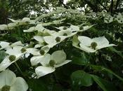 Kousa Dogwood